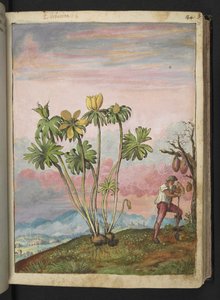 Eranthis hyemalis, de "Paintings of Flora of the Roman States" par Gherardo Cibo - Gherardo Cibo