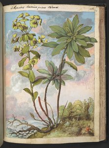 Euphorbia amygdaloises ou Euphorbia characias, de "Peintures de la flore des États romains" par Gherardo Cibo, Add MS 22333, f154r, c.1564-84