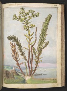 Euphorbia paralias, de "Paintings of Flora of the Roman States" par Gherardo Cibo