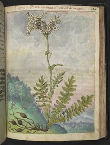 Filipendula vulgari, de "Peintures de la flore des États romains" par Gherardo Cibo, Add MS 22333, f146r, c.1564-84 - Gherardo Cibo