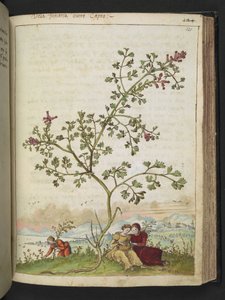 Fumaria gaillardotii, de "Peintures de la flore des États romains" par Gherardo Cibo