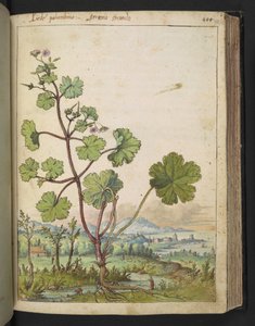 Geranium rotundifolium: Une plante avec des fleurs roses, de "Peintures de la flore des États romains" par Gherardo Cibo