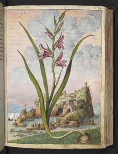 Gladiolus Italicus, de "Peintures de la flore des États romains" par Gherardo Cibo, Add MS 22333, f072r, c.1564-84 - Gherardo Cibo