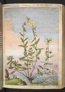 Helianthemum nummularium, de "Paintings of Flora of the Roman States" par Gherardo Cibo
