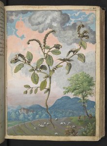Heliotropium europeanum, de "Peintures de la flore des États romains" par Gherardo Cibo, Add MS 22333, f044r, c.1564-84 - Gherardo Cibo
