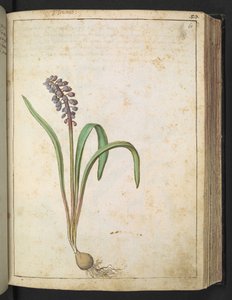 Hyacinthus, de "Paintings of Flora of the Roman States" par Gherardo Cibo