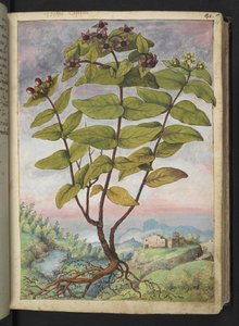 Hypericum hircinum, de "Peintures de la flore des États romains" par Gherardo Cibo - Gherardo Cibo