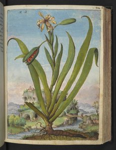 Iris Foetidissima: Plante à fleurs avec des gousses de graines, de "Peintures de la flore des États romains" par Gherardo Cibo