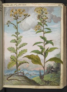 Jacobaeae vulgaris et Senecio ovatu, de "Peintures de la flore des États romains" par Gherardo Cibo, Add MS 22333, f046r, c.1564-84