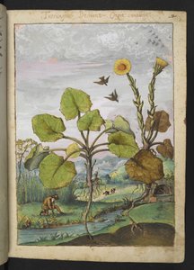 Ligularia tussilaginea (Plante léopard), de "Peintures de la flore des États romains" par Gherardo Cibo
