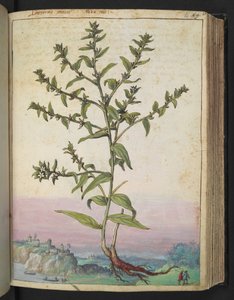 Lithospermum officinale, de "Peintures de la flore des États romains" par Gherardo Cibo