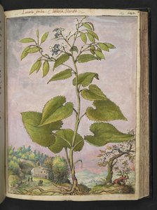 Lunaria redivivia, de "Paintings of Flora of the Roman States" par Gherardo Cibo