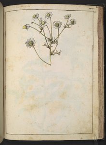 Matricaria chamomilla (Camomille), de "Peintures de la flore des États romains" par Gherardo Cibo, Add MS 22333, f163r, c.1564-84 - Gherardo Cibo