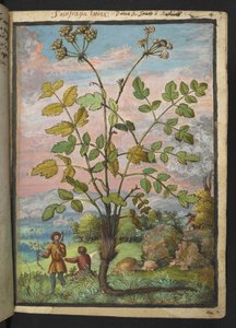 Oenanthe crocata, de "Paintings of Flora of the Roman States" par Gherardo Cibo - Gherardo Cibo