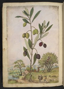 Olea europaea (Olivier), de "Peintures de la flore des États romains" par Gherardo Cibo, Add MS 22333, f181v, c.1564-84