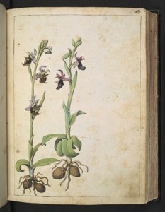 Orchis: Une plante aux fleurs blanches et roses, de "Paintings of Flora of the Roman States" par Gherardo Cibo