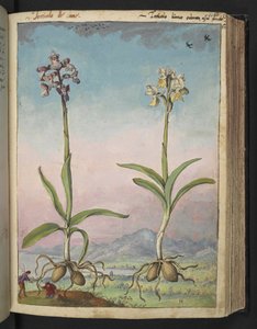 Orchis pallens: Deux plantes à fleurs, de "Paintings of Flora of the Roman States" par Gherardo Cibo - Gherardo Cibo