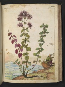 Origanum vulgare, de "Peintures de la flore des États romains" par Gherardo Cibo