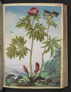 Paeonia officinalis, de "Peintures de la flore des États romains" par Gherardo Cibo