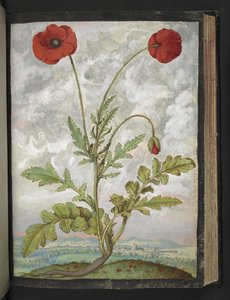 Papaver rhoeas (Coquelicots), de "Peintures de la flore des États romains" par Gherardo Cibo, Add MS 22333, f107r, c.1564-84 - Gherardo Cibo