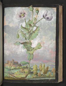 Papaver somniferum: Une plante avec des pétales blancs, de "Peintures de la flore des États romains" par Gherardo Cibo - Gherardo Cibo