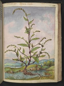 Persicaria hydropiper, de "Peintures de la flore des États romains" par Gherardo Cibo, Add MS 22333, f152r, c.1564-84