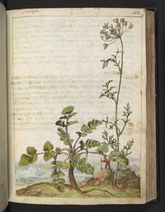 Pimpinella saxifraga, de "Paintings of Flora of the Roman States" par Gherardo Cibo