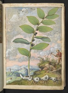 Polygonatum odoratum : Une plante. Un homme avec une pioche, de 
