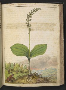 Possiblement Ophrys apifera (orchidée abeille), de "Peintures de la flore des États romains" par Gherardo Cibo