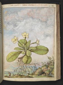Primula vulgaris, de "Peintures de la flore des États romains" par Gherardo Cibo, Add MS 22333, f128r, c.1564-84