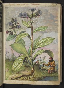 Pulmonaria officinalis, de "Paintings of Flora of the Roman States" par Gherardo Cibo - Gherardo Cibo