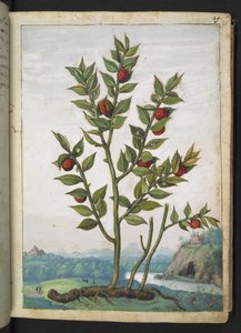 Ruscus aculeatus: Une plante portant des baies rouges, de 