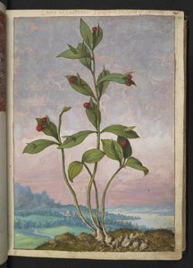 Ruscus hypoglossum: Une plante portant des baies rouges, de 