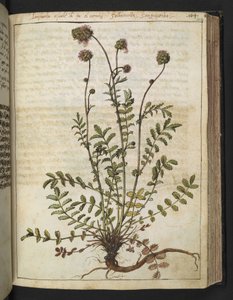 Sanguisorba minor, de "Peintures de la flore des États romains" par Gherardo Cibo, Add MS 22333, f102r, c.1564-84