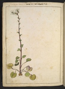 Saxifraga bianca, Fleur alpine à pétales blancs, de "Peintures de la flore des États romains" par Gherardo Cibo, Add MS 22333, f180v, c.1564-84 - Gherardo Cibo