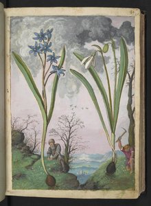 Scilla bifolia et Galanthus nivalis, de "Paintings of Flora of the Roman States" par Gherardo Cibo