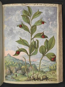 Streptopus amplexifolius (Streptope à feuilles embrassantes), de 