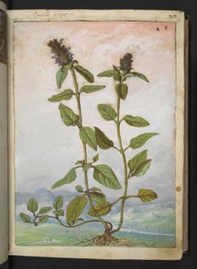 Symphytum bulbosum (Consoude bulbeuse), de "Peintures de la flore des États romains" par Gherardo Cibo - Gherardo Cibo