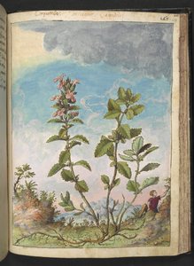 Teucrium chamaedrys (Germandrée petit-chêne), de 