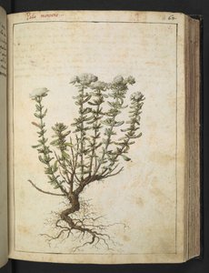 Teucrium montanum, de 