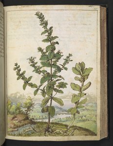 Teucrium scordium, de "Paintings of Flora of the Roman States" par Gherardo Cibo