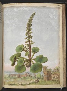 Umbilicus rupestris (Nombril de Vénus): Plante à fleurs comestibles, de 