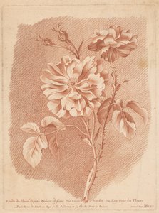 Fleurs