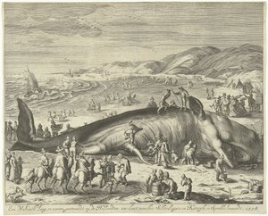 Baleine échouée à Berckhey, 1598 - Gilliam van der Gouwen