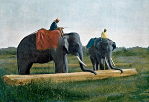 Éléphants déplaçant une bûche, Ceylan, vers 1890 - Gillot