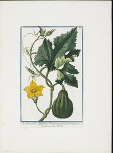Impression végétale, de Hortus Romanus, Vol. I ou II, 1772-93 - Giorgio Bonelli