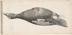 Canard mort, 1685-1755 - Giorgio Durante