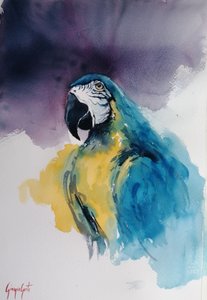 Ara bleu et jaune - Giorgio Gosti