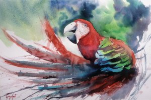 Ara de la jungle aux couleurs vives - Giorgio Gosti