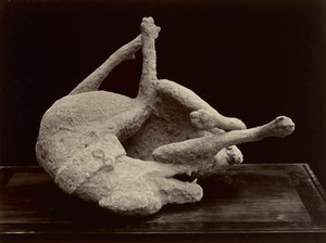 Chien, Pompéi, vers 1870